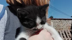 Daruji koťátka