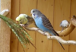 Papoušíček a Andulka