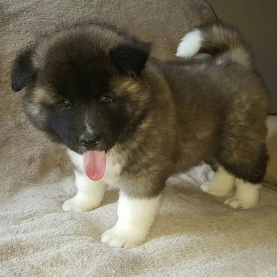 Nádherná Akita Pup
