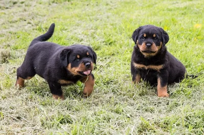 Rottweiler štěňata připravená pro své navždy domovy