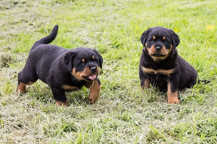 Rottweiler štěňata připravená pro své navždy domovy