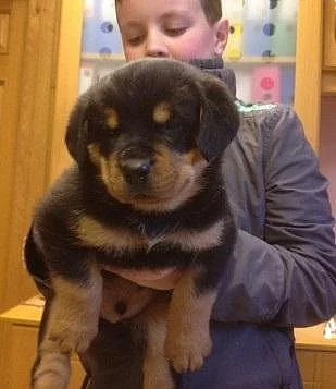 Rottweiler štěňata připravená pro své navždy domovy