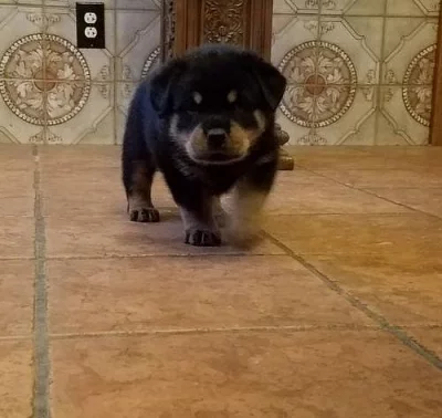 Rottweiler štěňata připravená pro své navždy domovy