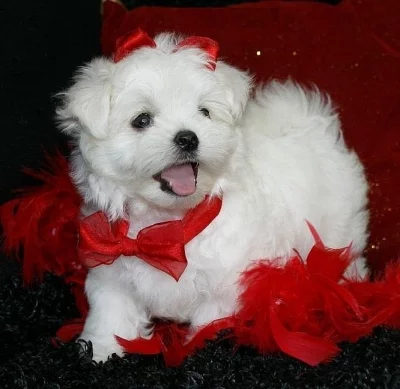 Maltézsky šteňatá.