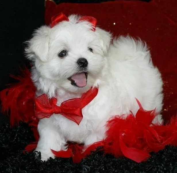 Maltézsky šteňatá.