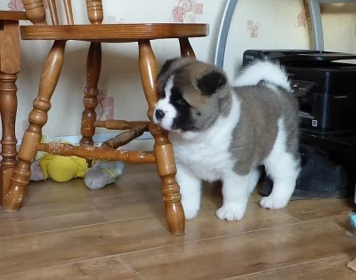 Dva Akita šteňa potrebuje novú rodinu