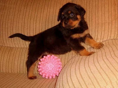 Rotvajler šteňatá pre voľné prijatie