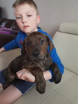 Američan-buldok-x-rottweiler-štěně