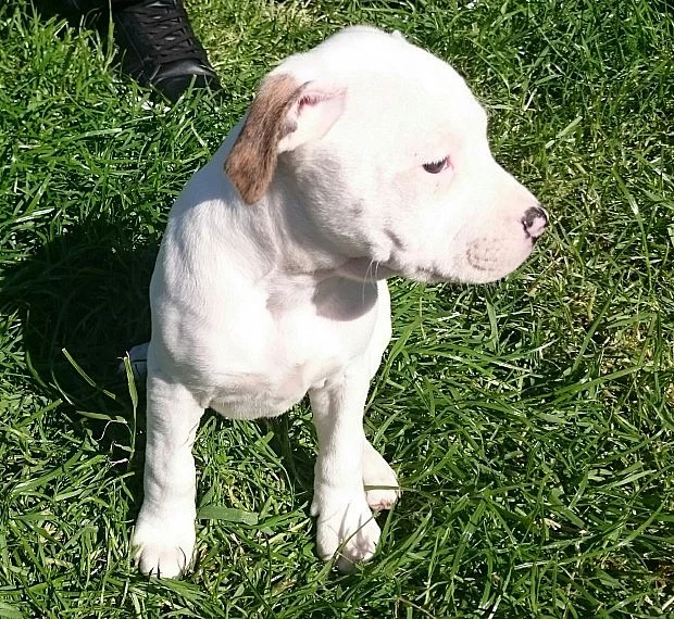 Nádherný americký buldok