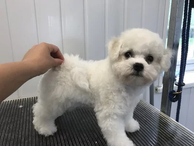 Krásný Bichon Frise Boy