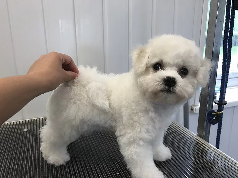 Krásný Bichon Frise Boy