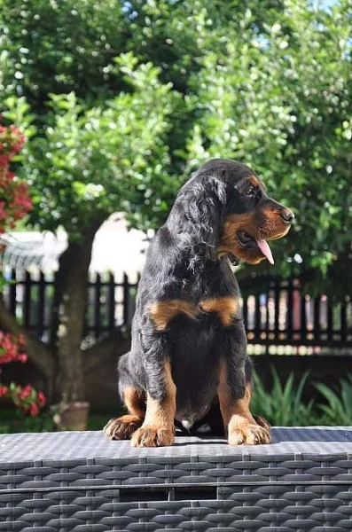 Prodám pejska gordonsetra s PP