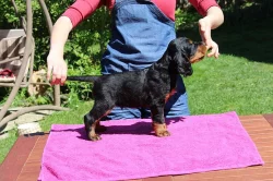 Prodám pejska gordonsetra s PP