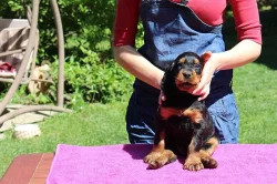 Prodám pejska gordonsetra s PP