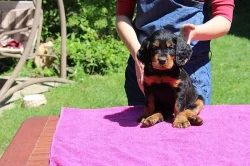 Prodám pejska gordonsetra s PP