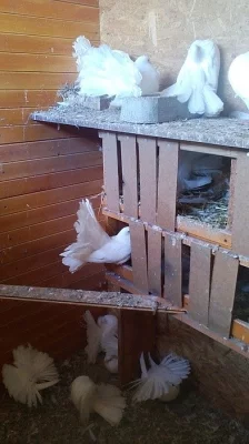 Prodám mláďata Pávíků bílých