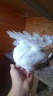 Prodám mláďata Pávíků bílých
