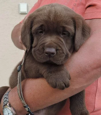 Labrador s PP - jen pejsci