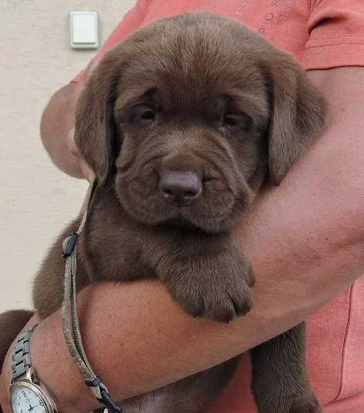 Labrador s PP - jen pejsci