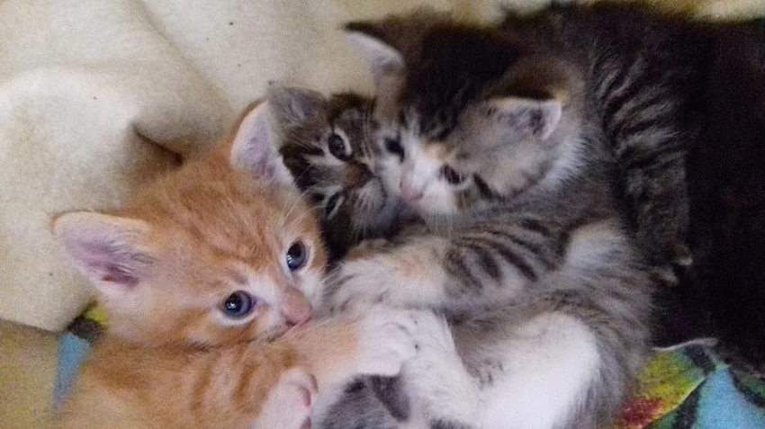 Daruji poloperska kotata