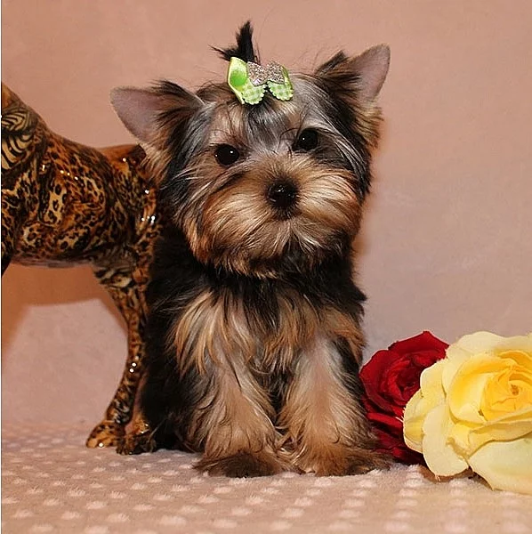 Registrované Yorkshire štěňata pro re-zaměstnání.