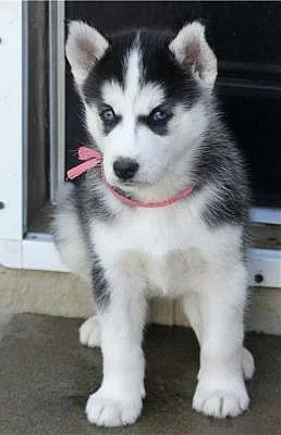 Akci registrovali Sibiřský Husky štěňata na prodej.