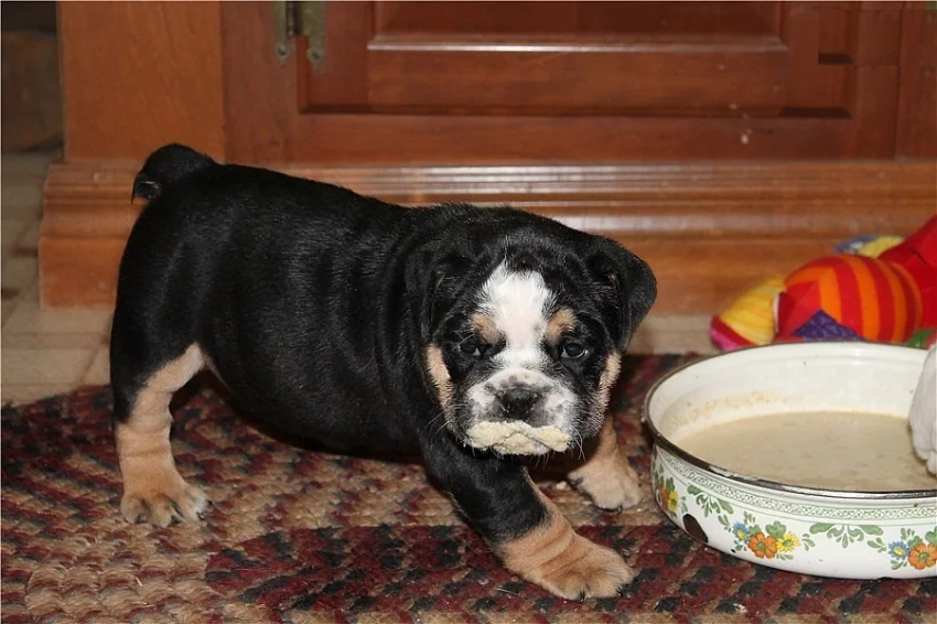 Zdravý anglický buldok na prodej.