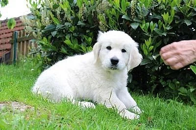 Zlatá retrívr štěňata - Muž a žena