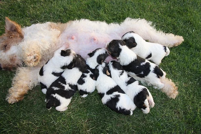 Foxteriér drsnosrstý