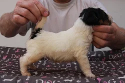 Foxteriér drsnosrstý