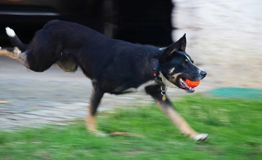Kříženka borderky/německého ovčáka