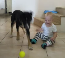 Kříženka borderky/německého ovčáka
