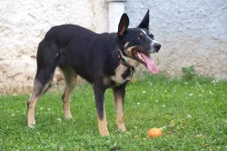 Kříženka borderky/německého ovčáka