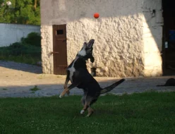 Kříženka borderky/německého ovčáka