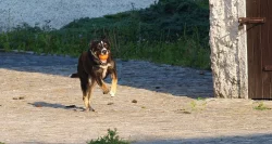 Kříženka borderky/německého ovčáka