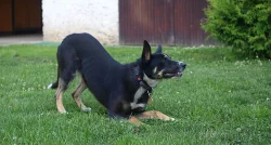 Kříženka borderky/německého ovčáka