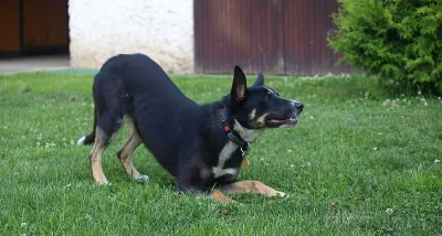 Kříženka borderky/německého ovčáka