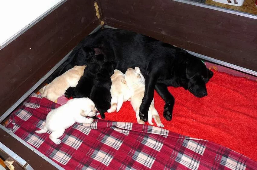 Labrador retriever