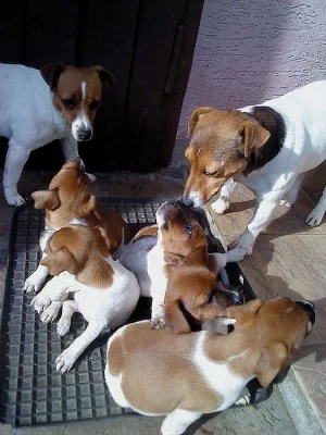 Prodám štěňata Jack Russell teriéra