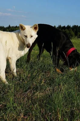 Darujeme krásnou bílou fenku