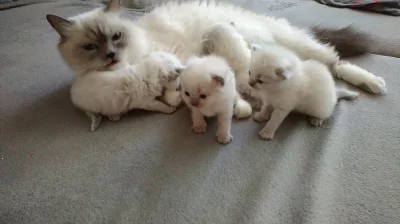 Ragdoll koťátka