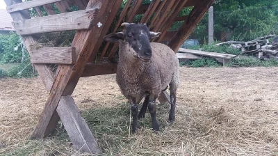 ovecka a beranek