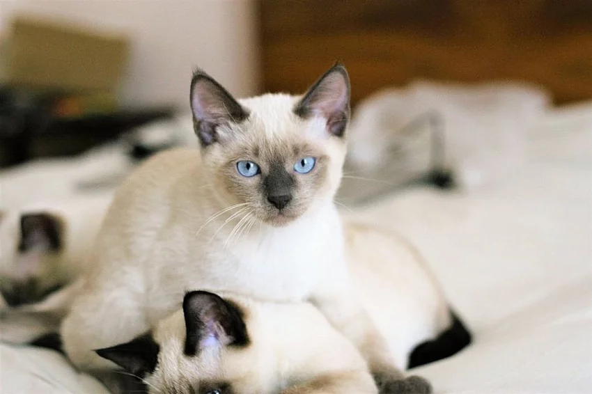 Thajská koťátka s PP