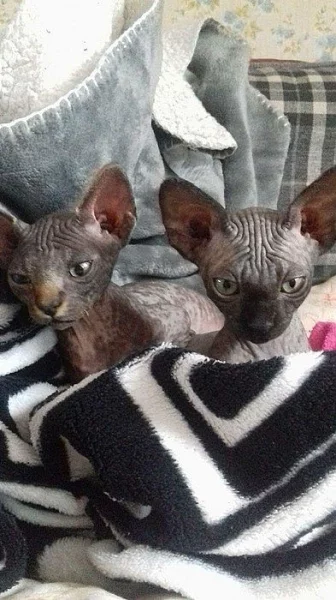 Sphynx