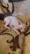 Sphynx