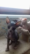 Sphynx