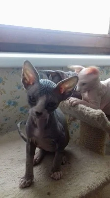 Sphynx