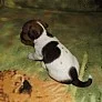 Jack russel terier fenky+pejsci