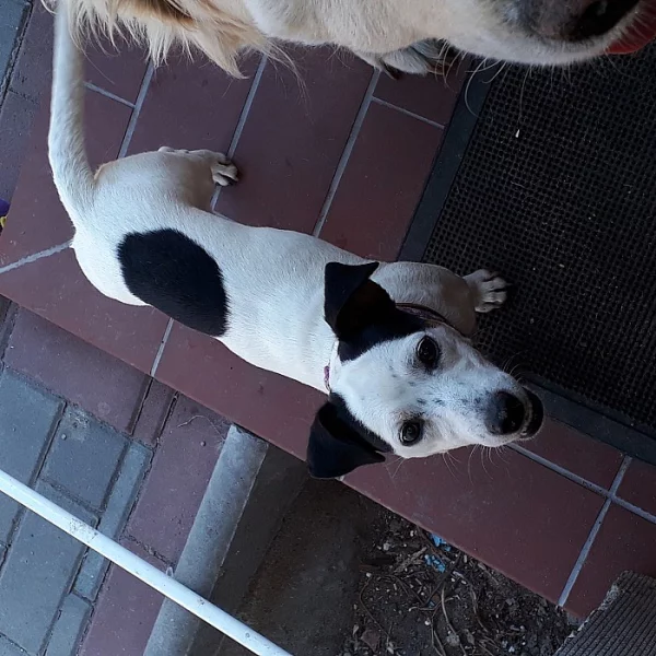 Jack russell