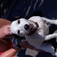 Jack russell